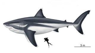 image of diver next to megalodon
