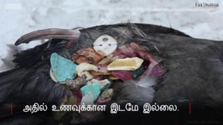 "வயிறு முழுவதும் பிளாஸ்டிக்"; உயிரிழக்கும் கடற்பறவைகள்