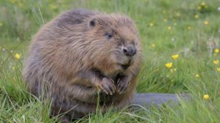 Why 2020 has been good for England's beavers - BBC News