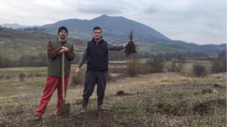 Crveni hrast sadnica šumadija