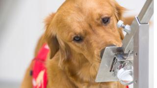Cão farejador da raça labrador cheira objeto em teste para reconhecer coronavírus