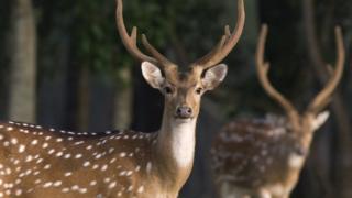 সুন্দরবনের চিত্রা হরিণ