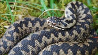 Adder