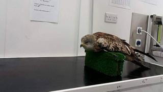 Shot red kite