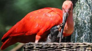 Scarlet-ibis.
