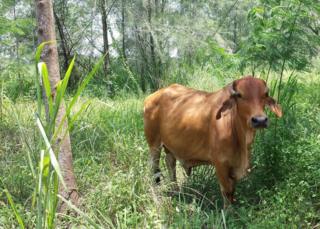 Lala mahali pema peponi Ngombe wa Kisiwa cha Coney