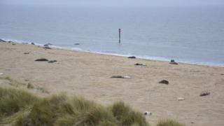 Seals at Horsey, Norfolk