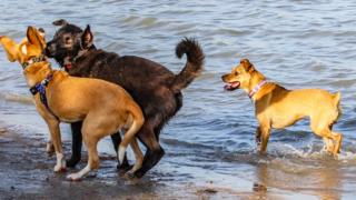 Dogs in sea