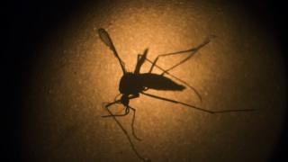 Mosquito Aedes aegypti
