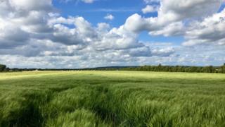 Field