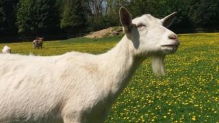 Goat