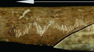 The bones were also chewed but these are not teeth marks