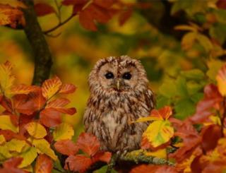 An Owl in an autumnal tree