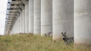 in_pictures Zebras graze under a bridge