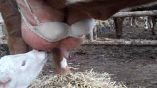 Bra on cow's udder and calf