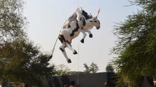 The cow installation