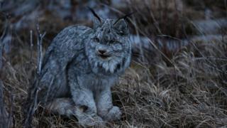 caza en Alaska