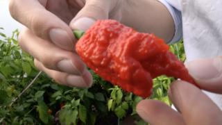 Ljuta paprika