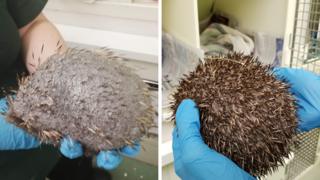 Before and after pictures of the hedgehog