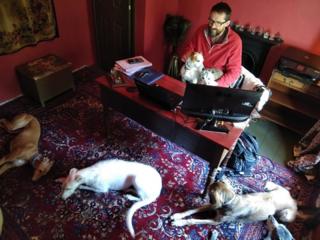 Man at desk with dogs