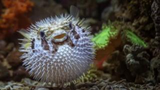 binatang bulat, laut, ekosistem, alam