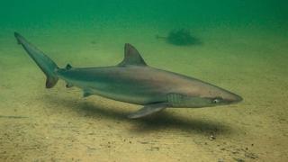 Sydney Aquarium To Release Shark After Pool-aided Rescue - BBC News