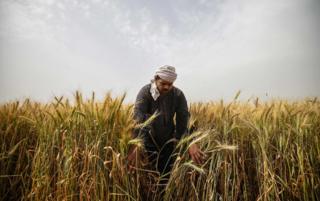 online dating یک مرد مصری گندم را در روستای ساکیات المنقادی در شمال دلتای استان منوفیا در مصر در 1 ماه مه سال 2019 برداشت می کند