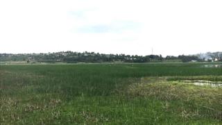 lake haramaya