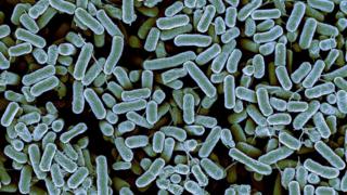 Bacteria