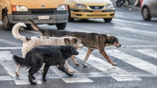 Köpekler