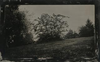 May tree
