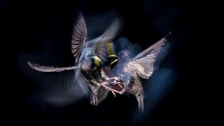 Flashdance - Adrian Clarke - Best Birdlife Photographer.