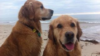 Vegan köpekler Darcy ve Emilie