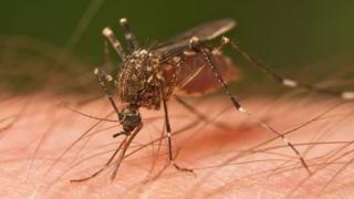 Ana danganta cutar Zika da cizon Sauro