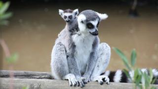 Ring-tailed lemurs