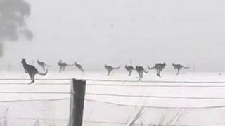 કાંગારૂ