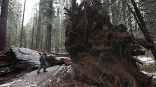 Árbol gigante destruido tras una fuerte tormenta