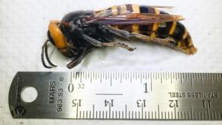 A vespa gigante asiática capturada no Estado de Washington