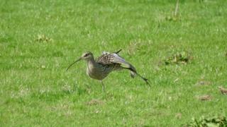 Curlew at Waterstock flood meadows