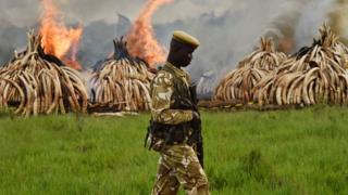 A Kenya Wildlife Services ranger stands guard in front of burning piles of tusks.