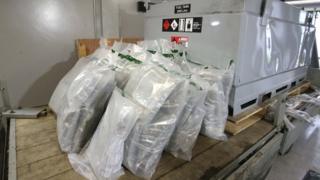 The herbal cannabis that was found by police