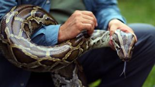 Burmese python