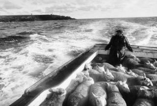 Sheep being brought from their grazing on the small island of Copinsay for sale in Kirkwall
