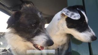 Toast (left) and Hattie