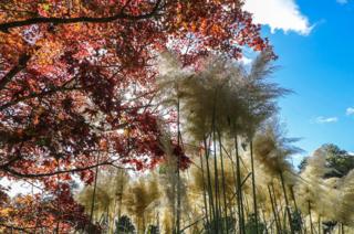 Trees showing autumnal colours