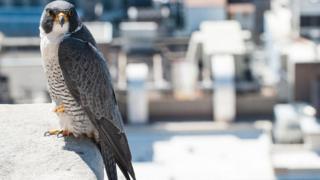 पेरेग्राइन बाज़, दुर्लभ पक्षी, Peregrine falcon, endangered birds