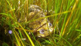 Ein Titicacasee-Riesenfrosch in seinem Lebensraum