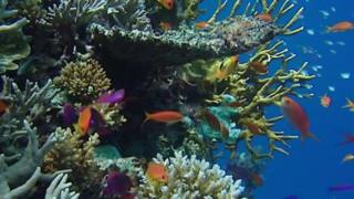 marine life