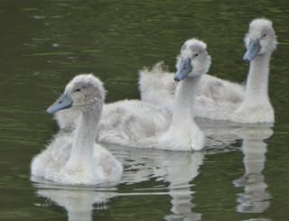 Three cygnets