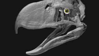 Terror bird skull
